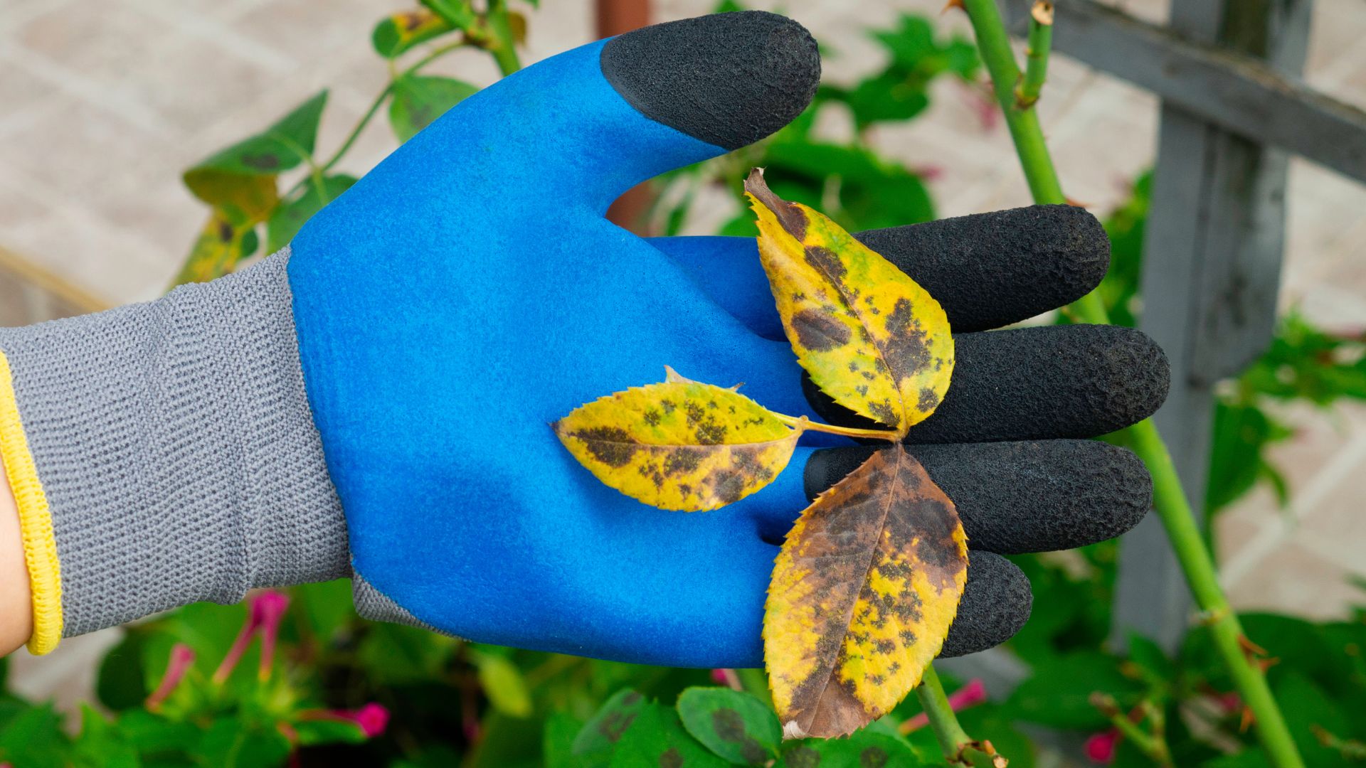 8 Reasons Why Your Rose Leaves Are Turning Yellow And How To Fix It
