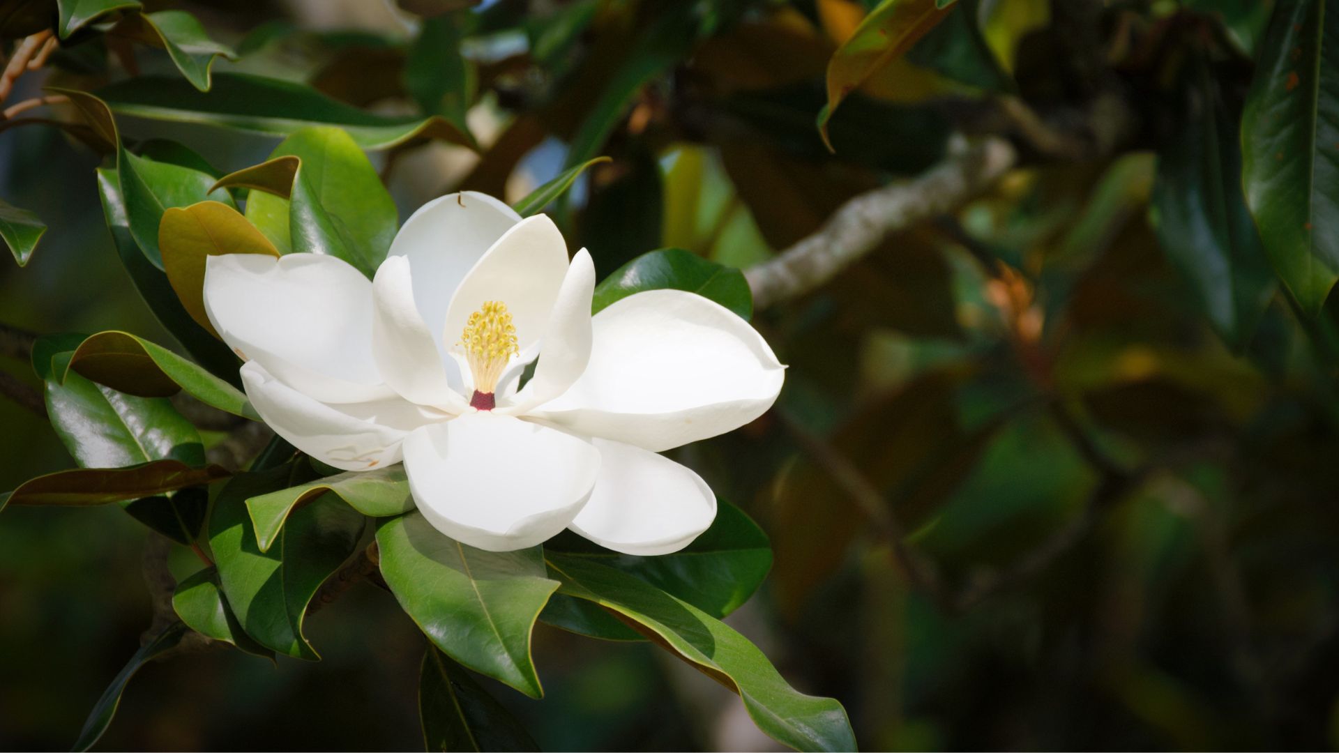8 Simple Steps Of Growing Magnolia Trees From Seeds