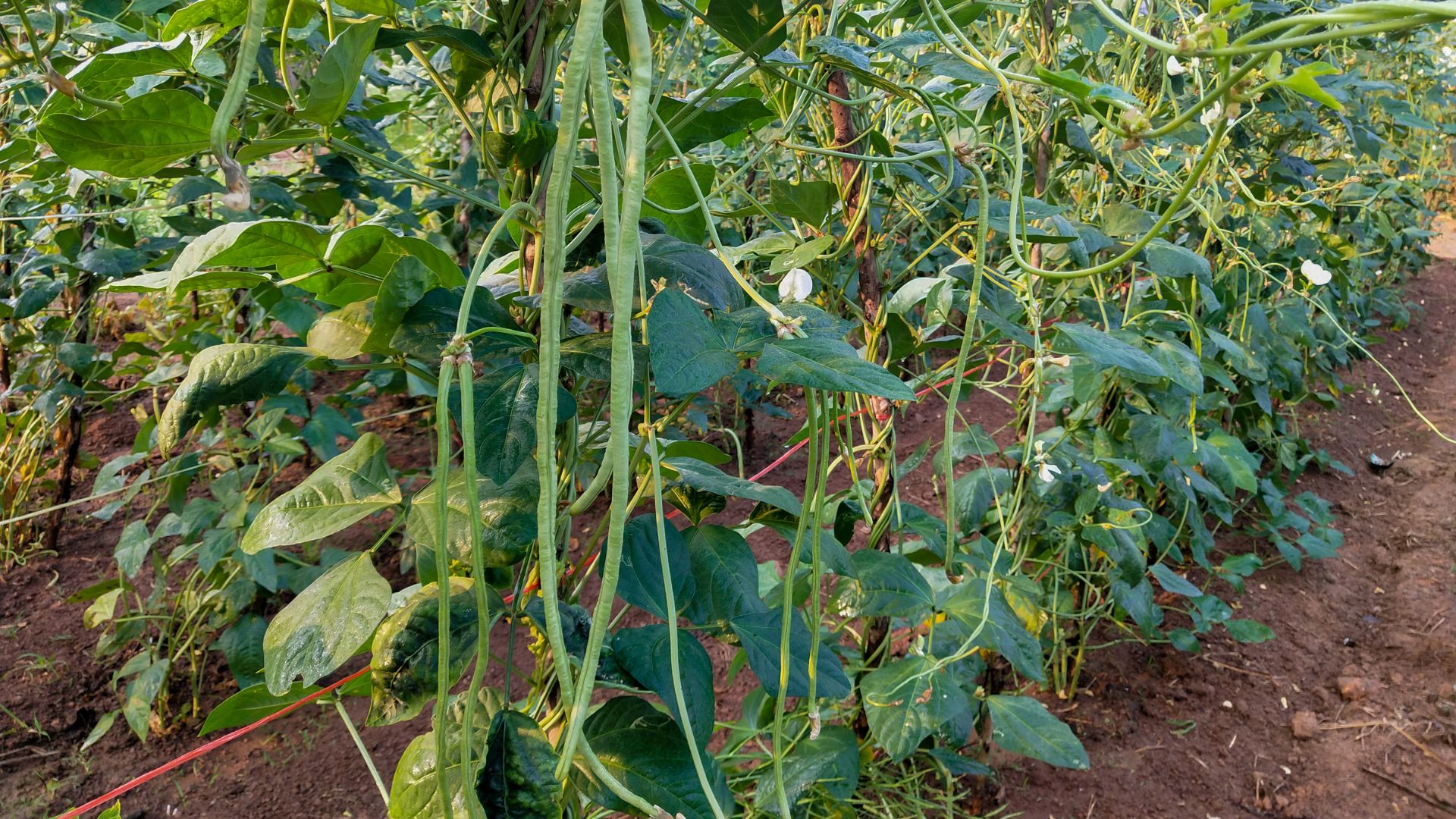 8 Steps For Growing Beans In Your Home Garden