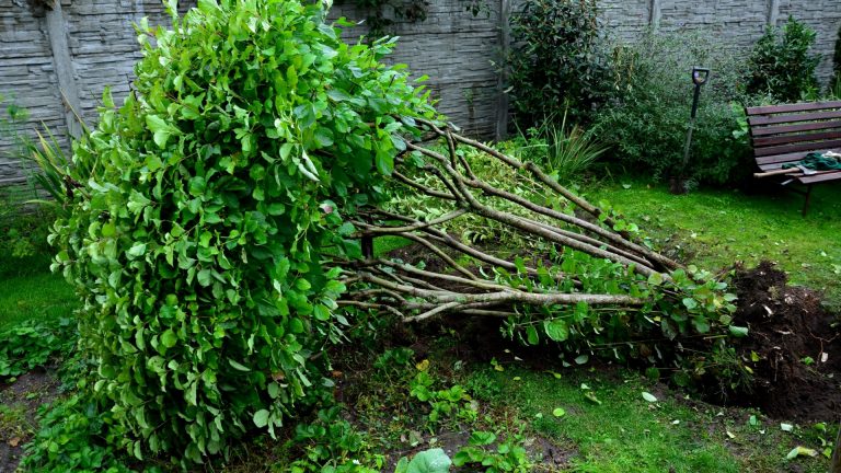 removing invasive shrubs from garden