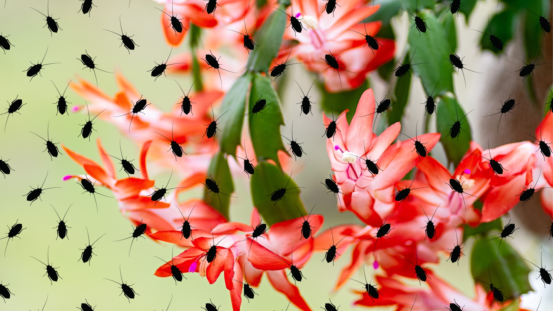 9 Christmas Cactus Pests To Look Out For