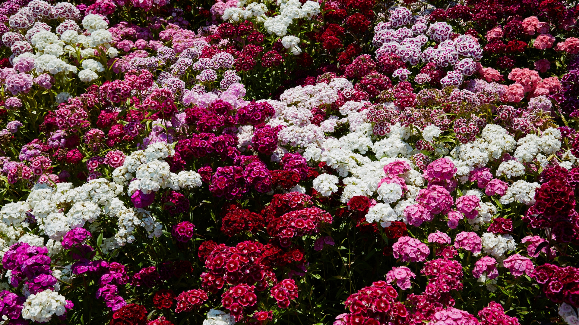 9 Spring-blooming Perennials To Grow For Early Blossoms In The Spring 