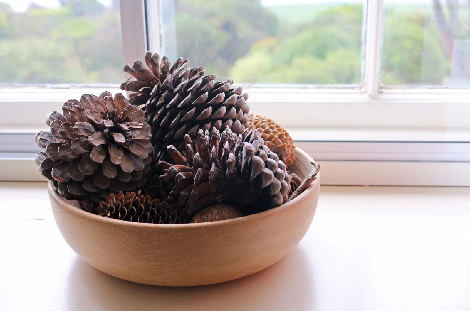 A Bowl full of Pine Cones