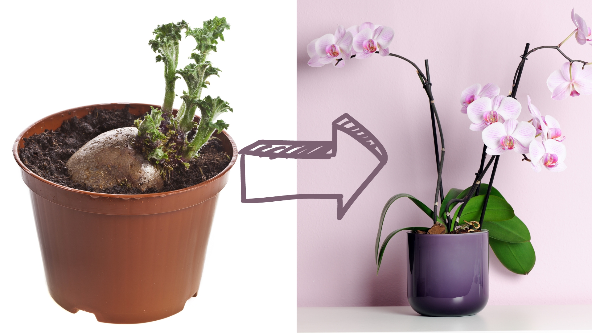 A Step-by-step Guide To Growing Orchids In Potatoes 
