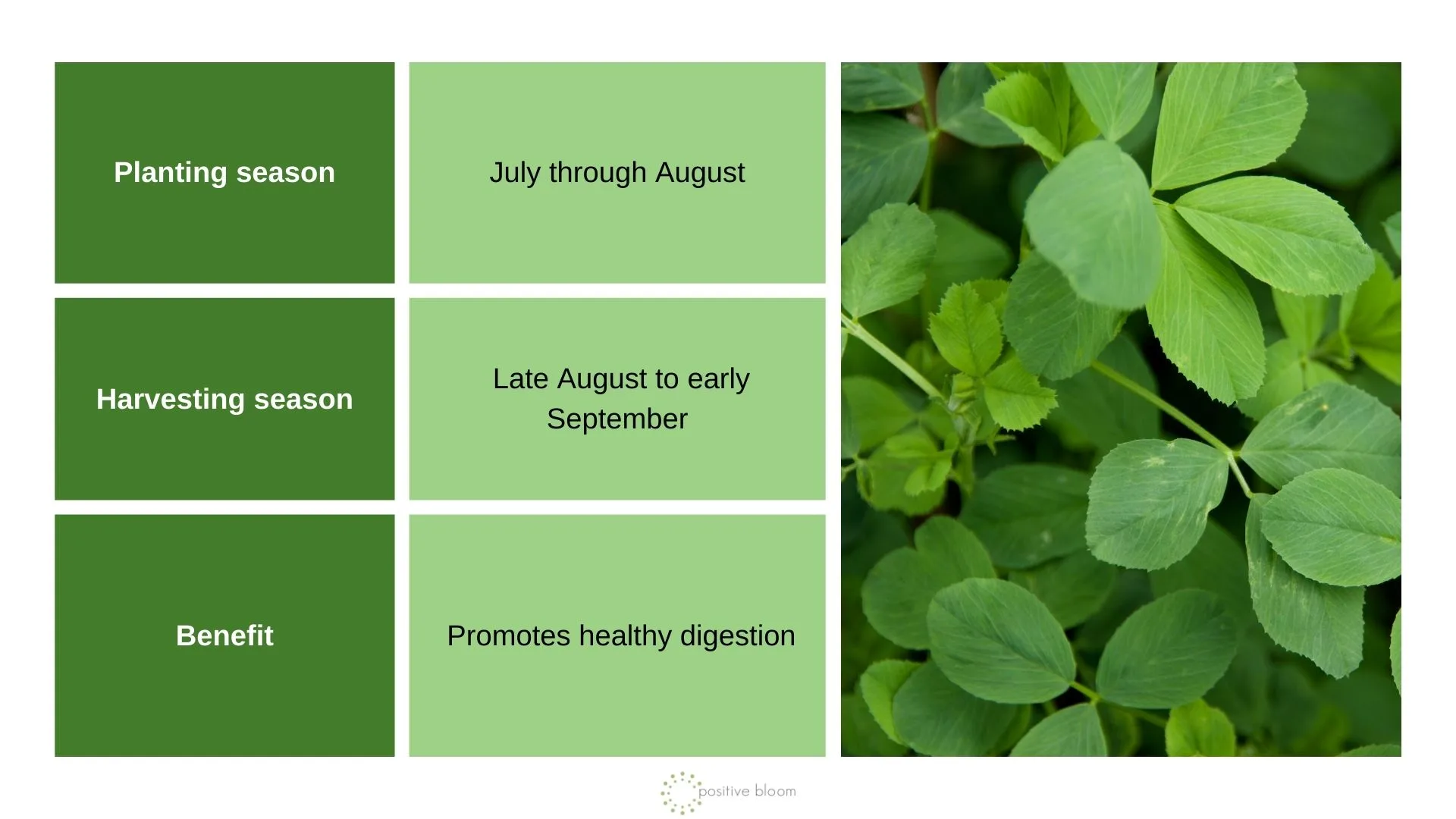 10 Plants For Chicken Food You Need To Start Growing