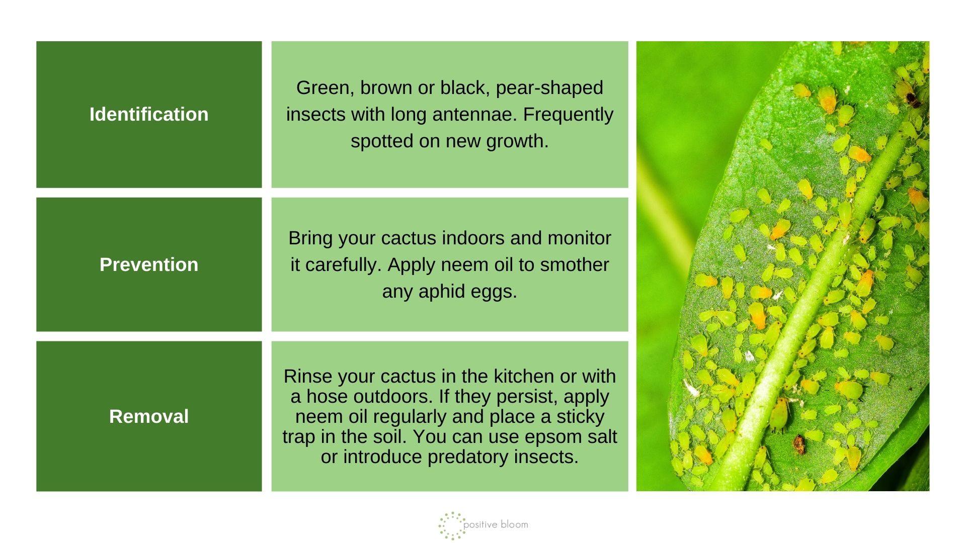 Aphids info chart and photo