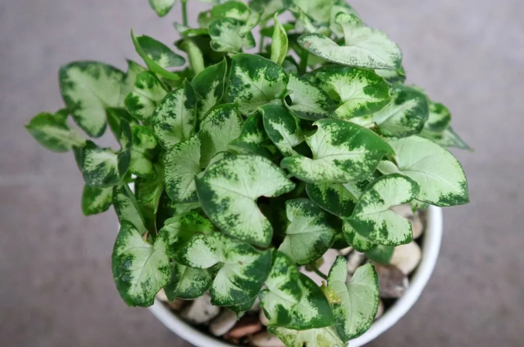 23 Best Plants For Rooms Without Windows