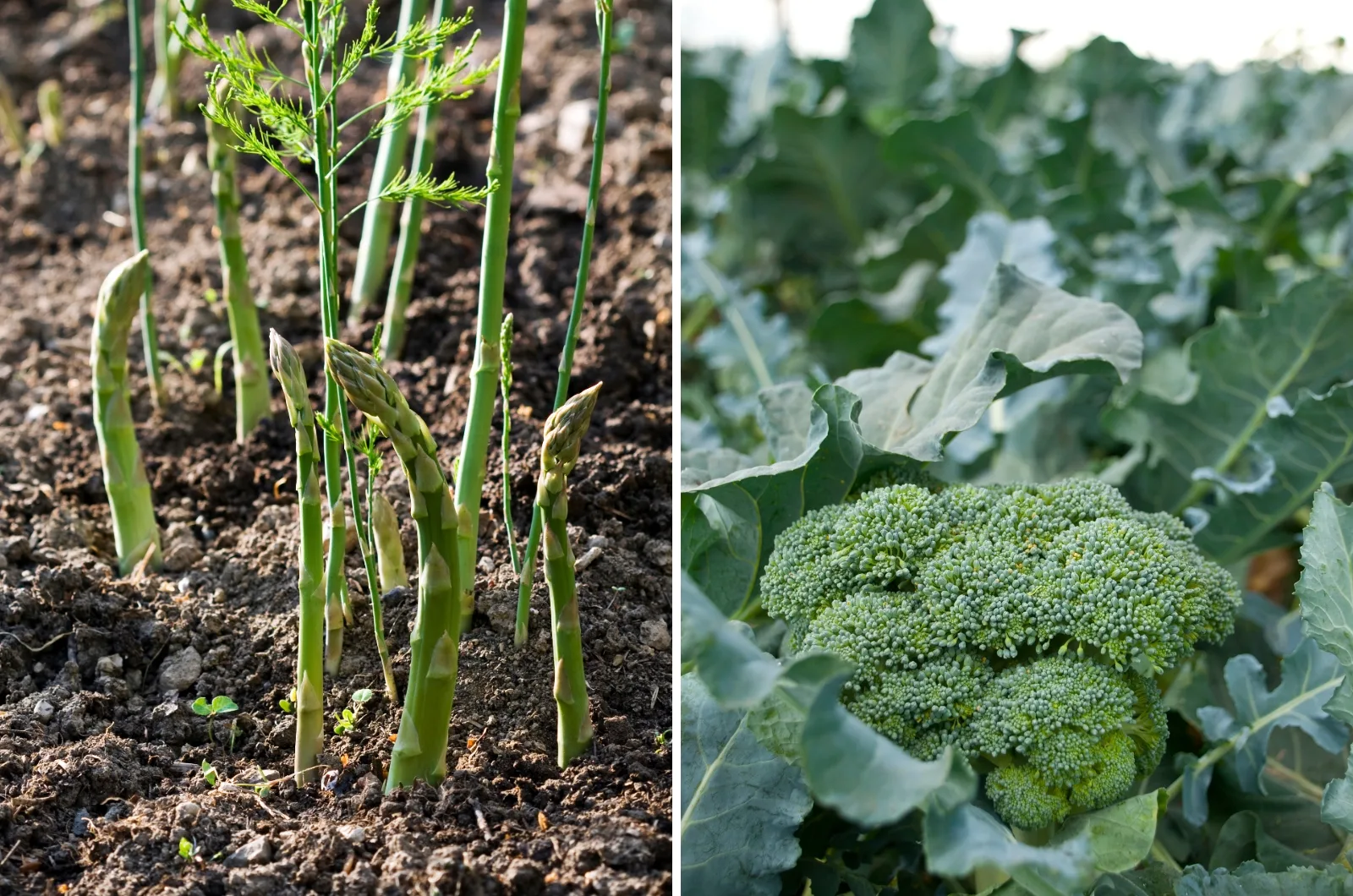 15 Vegetables You Should Never Plant Together