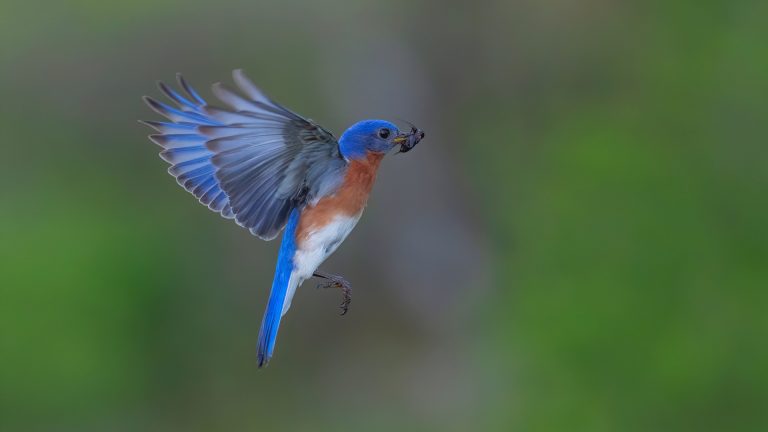 mosquito eating birds
