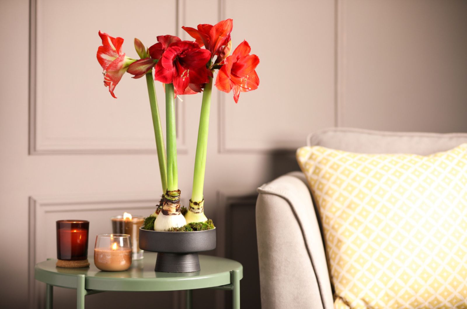 red amaryllis on the table