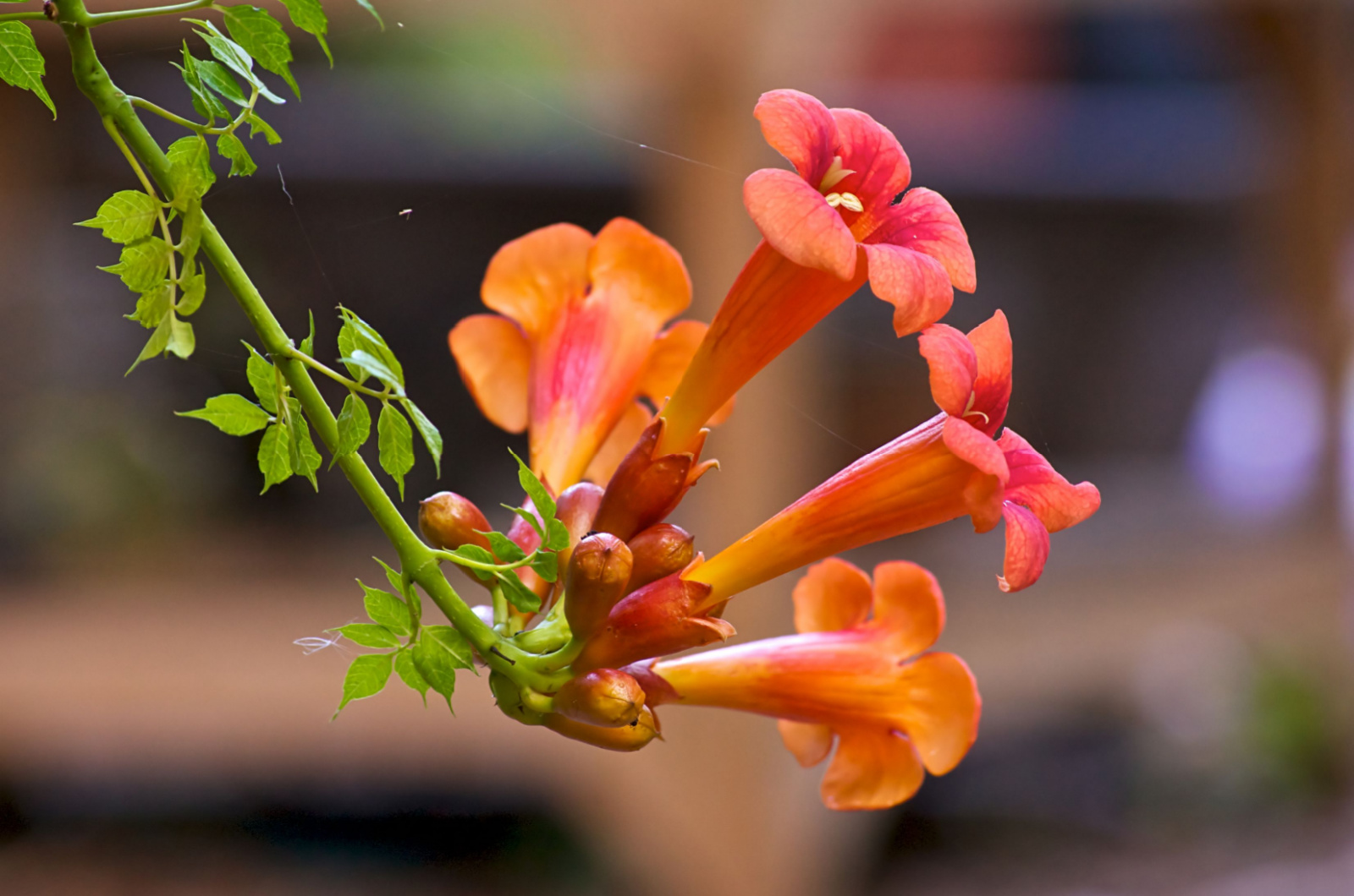 Beautiful red and orange flowers of the trumpet vine