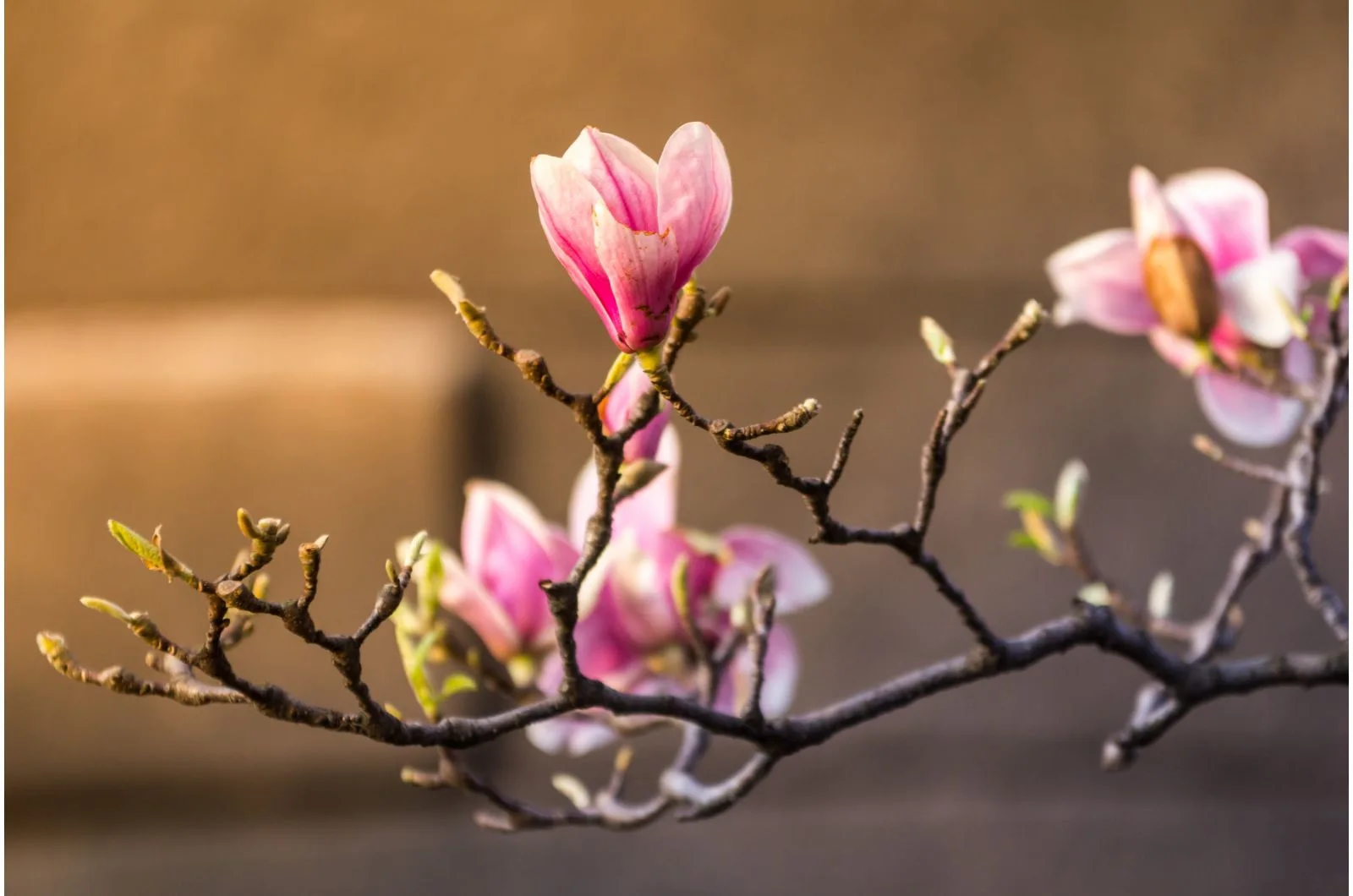 8 Simple Steps Of Growing Magnolia Trees From Seeds