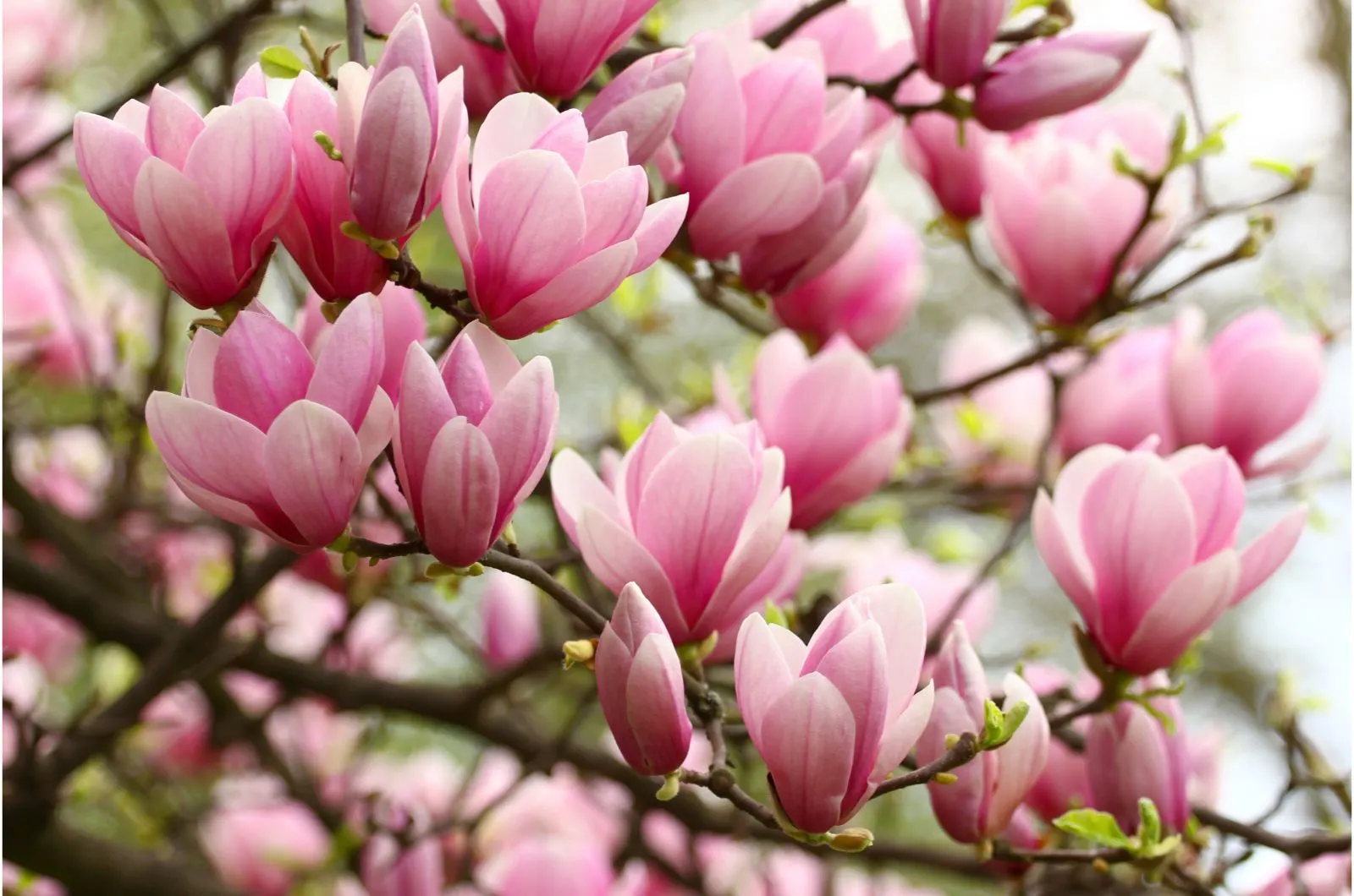 8 Simple Steps Of Growing Magnolia Trees From Seeds