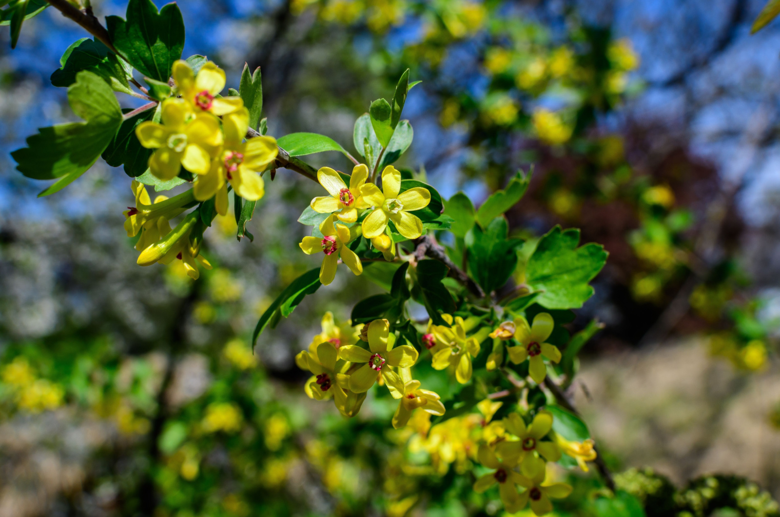 Branch with yellow flowers of golden currant