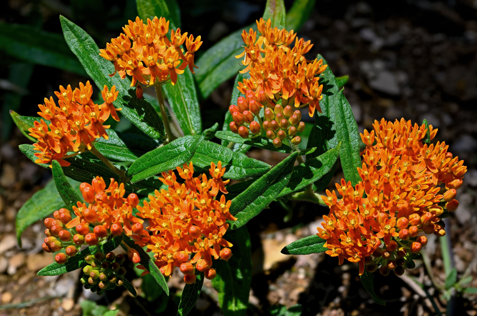 Butterfly weed in morning light