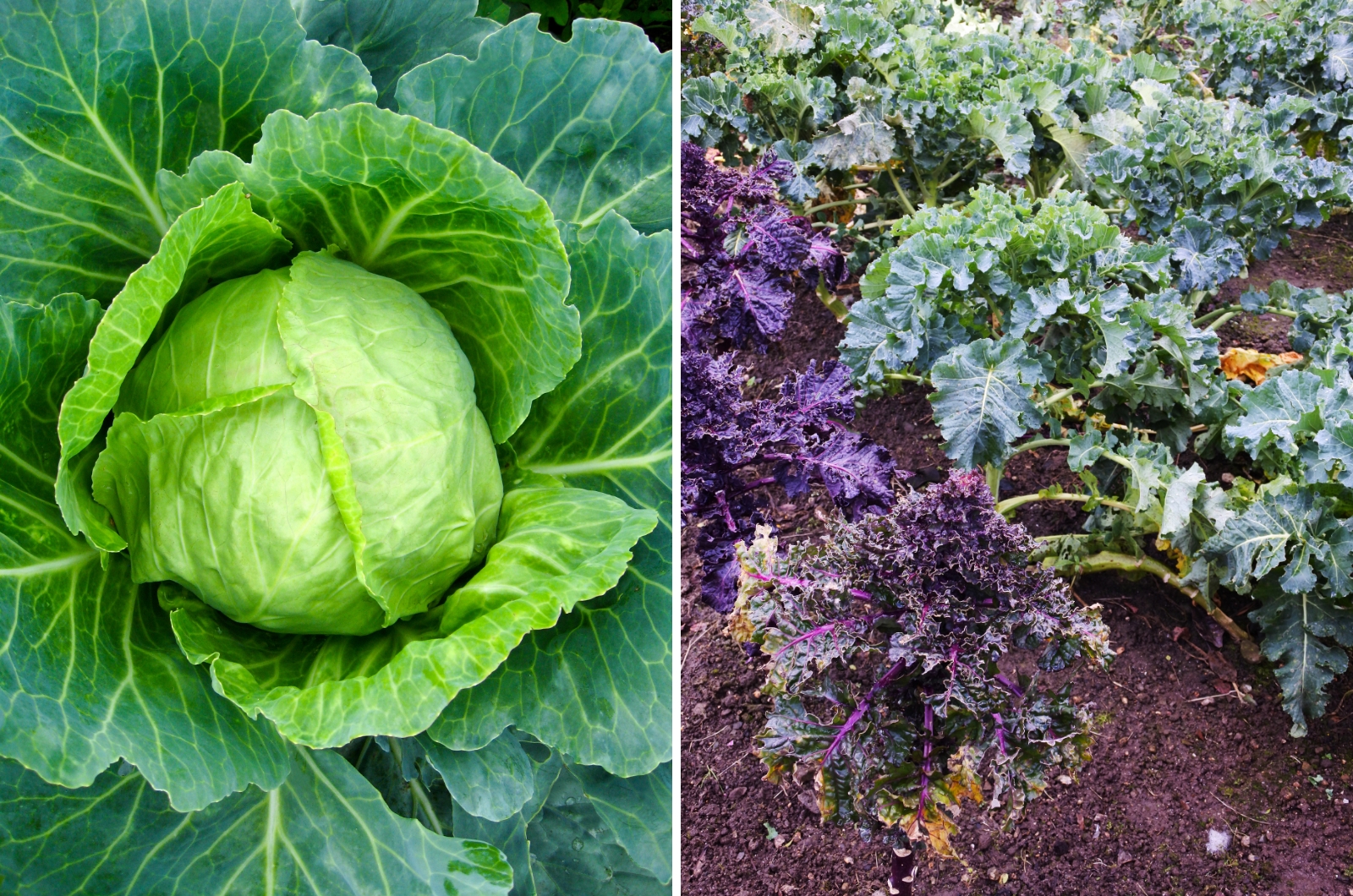 Cabbage & Other Brassicas