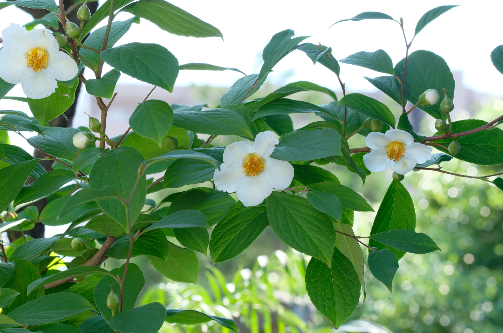Camellia sinensis in full blooming