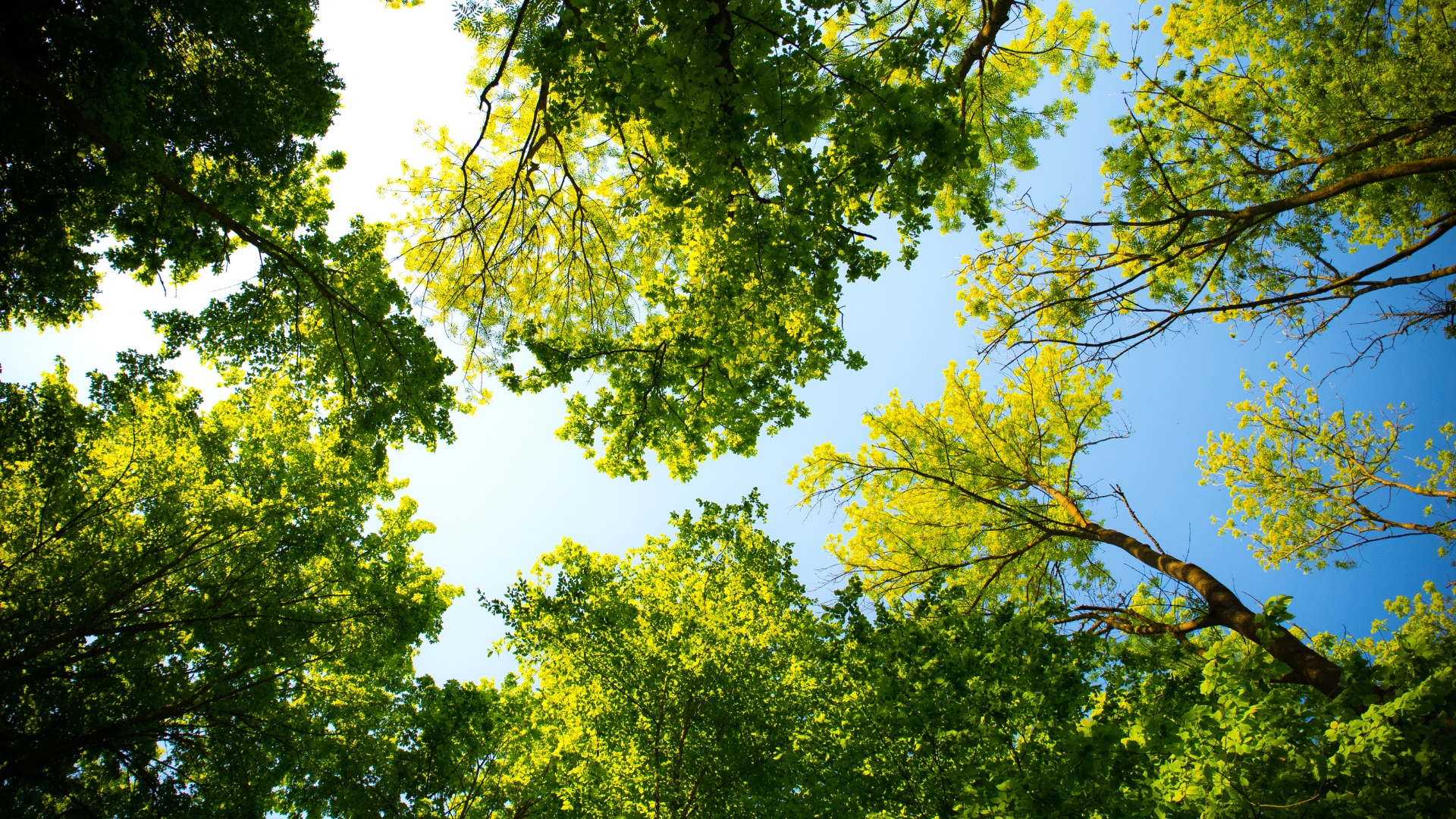 Can Leaving Trees To Grow Actually Fix Our Carbon Emission Issue?