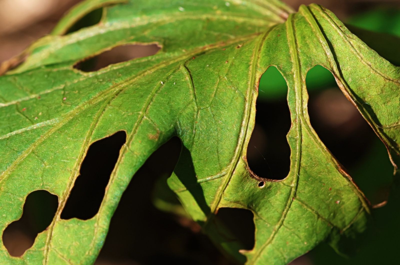 Chewed-Up leaf