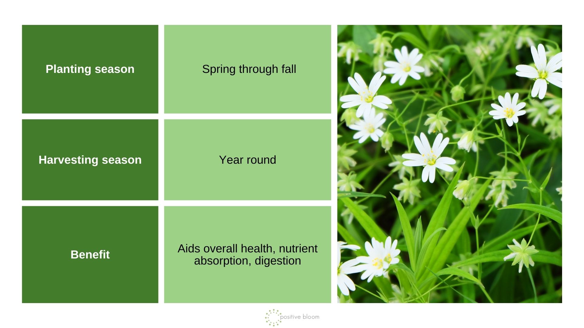 Chickweed info chart and photo