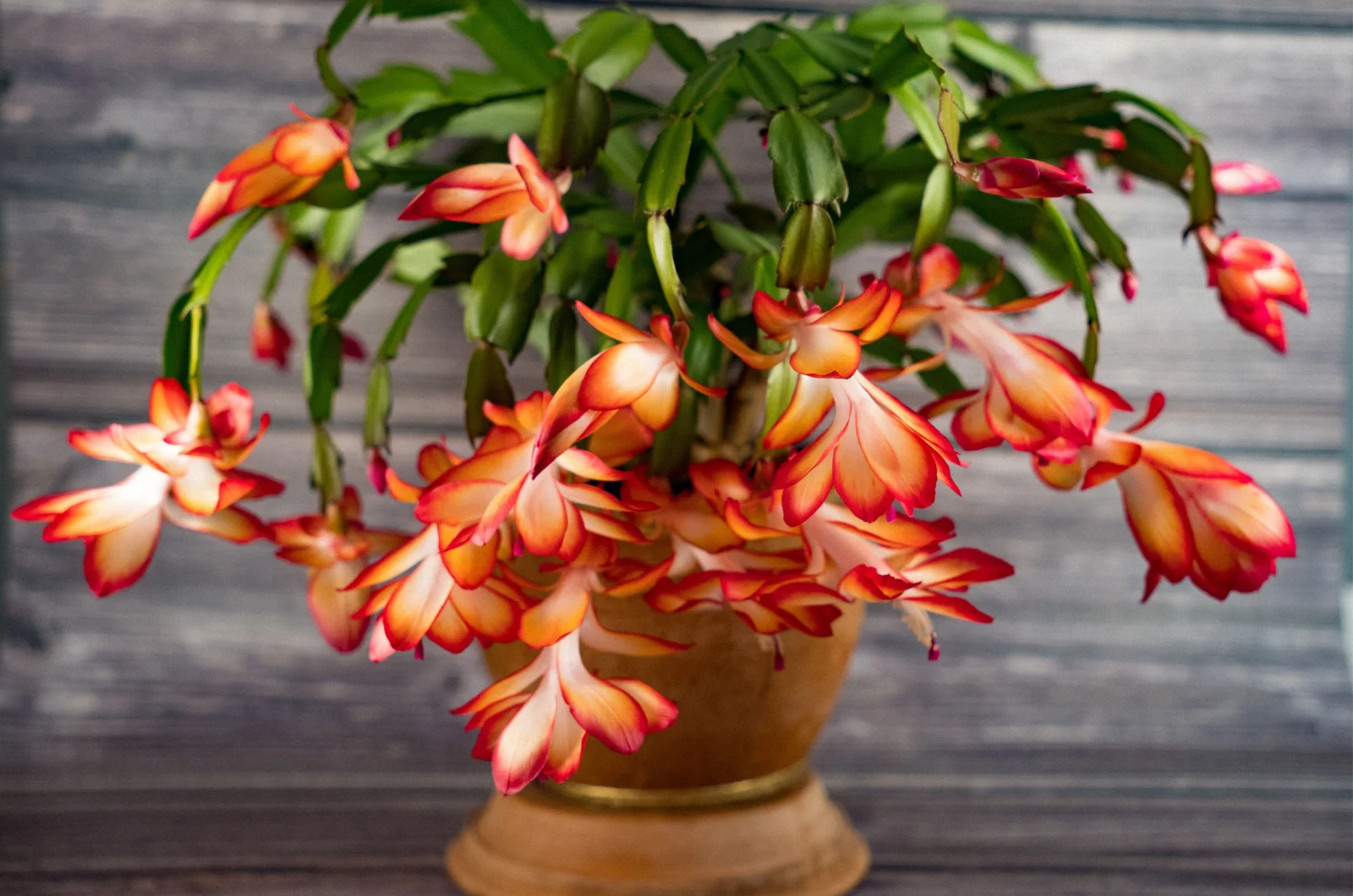23 Best Plants For Rooms Without Windows