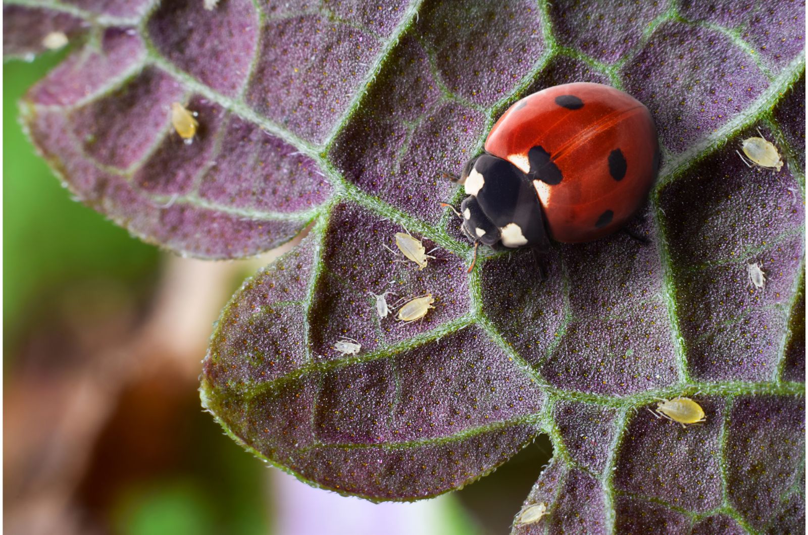 Close view of lady bug