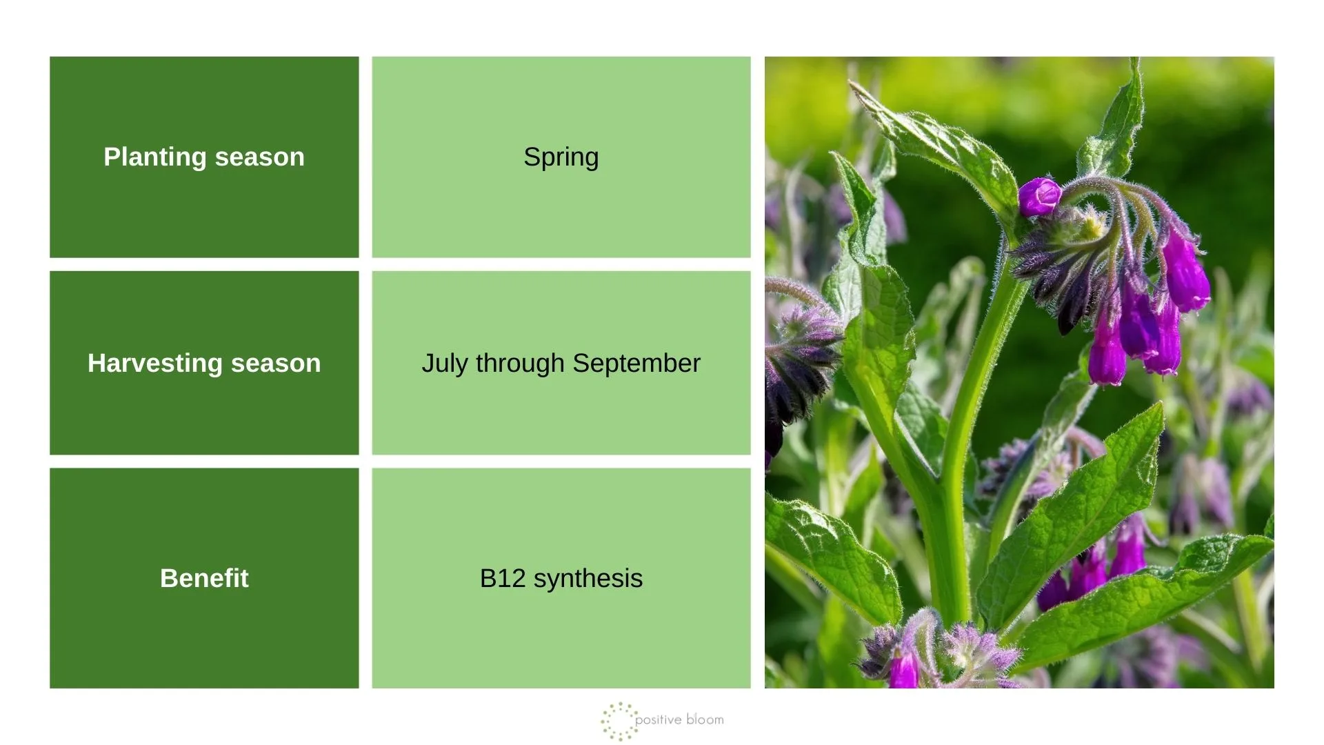 10 Plants For Chicken Food You Need To Start Growing