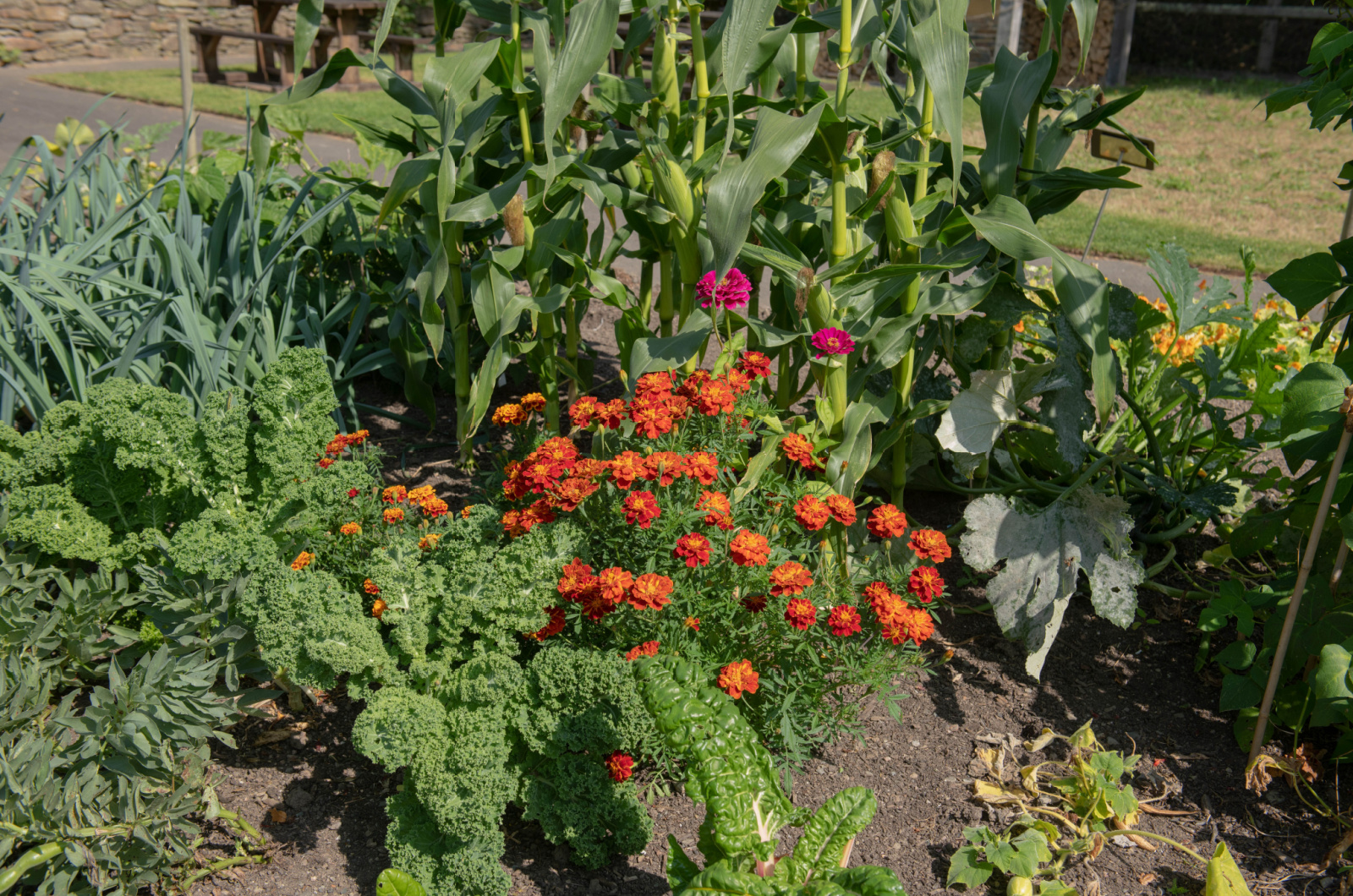 Companion Planting with Marigold Flowers and Vegetables