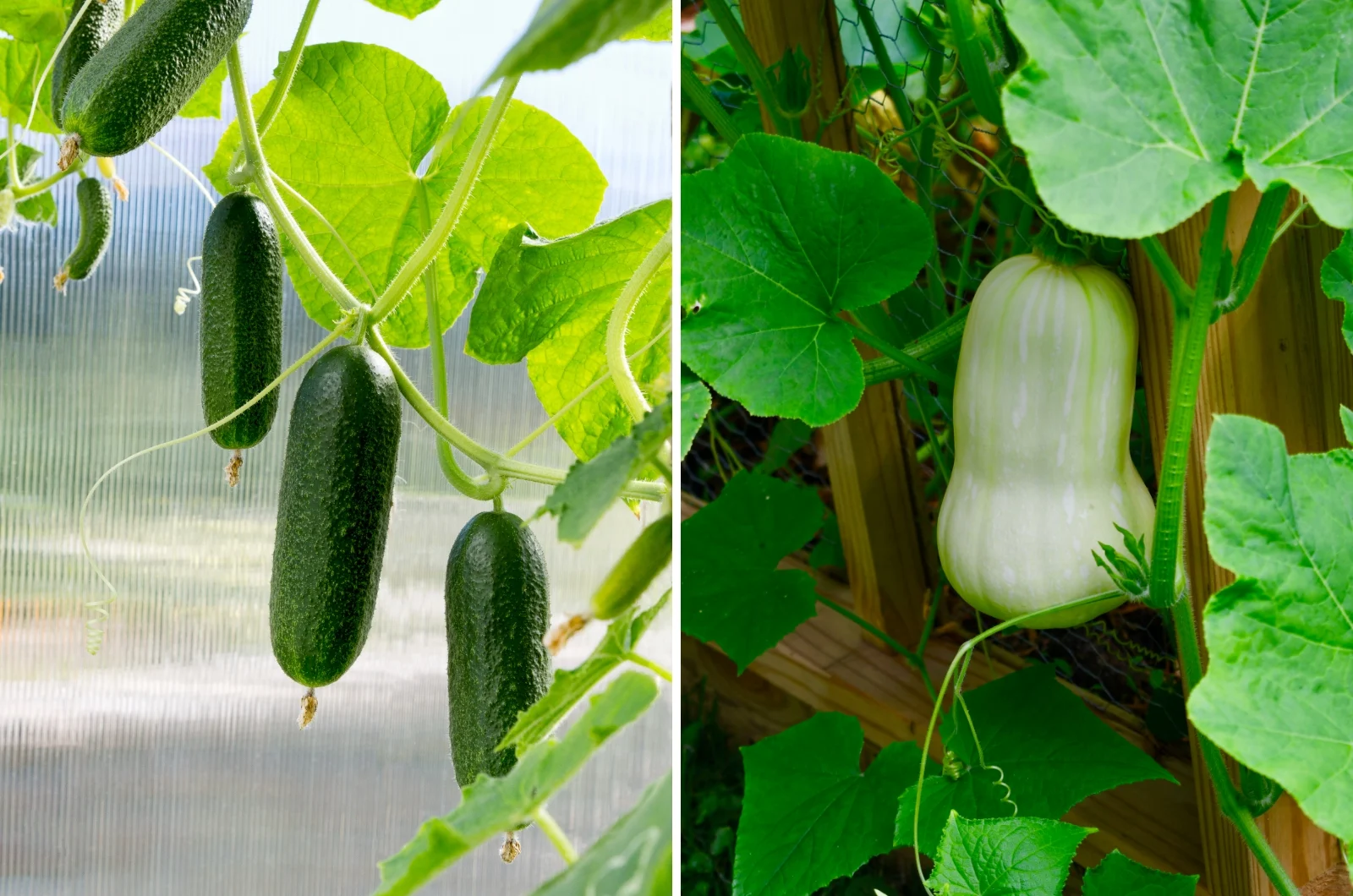 15 Vegetables You Should Never Plant Together