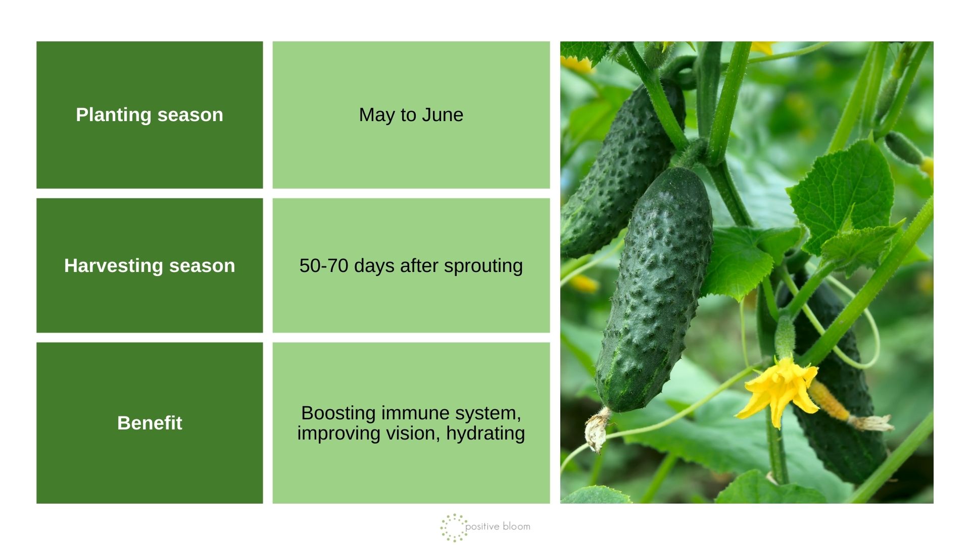 Cucumbers info chart and photo