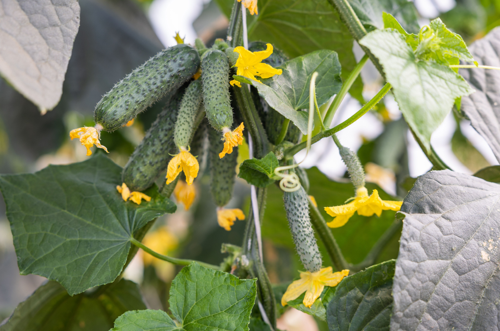 Cucumbers ripen on a hanging stem