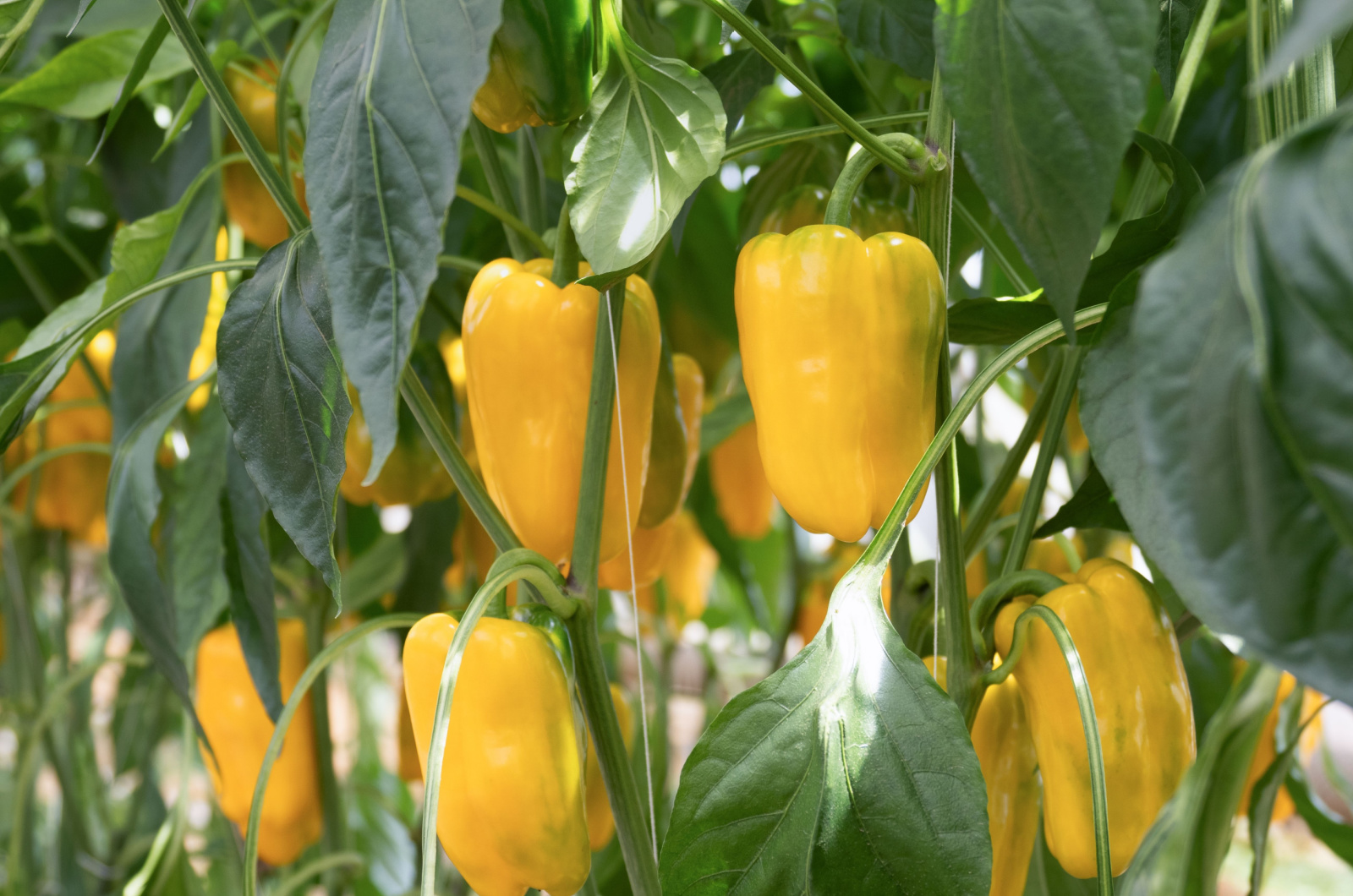 Cultivation of yellow peppers