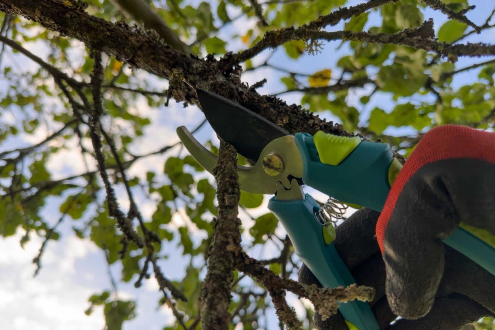 Cutting branches of tree