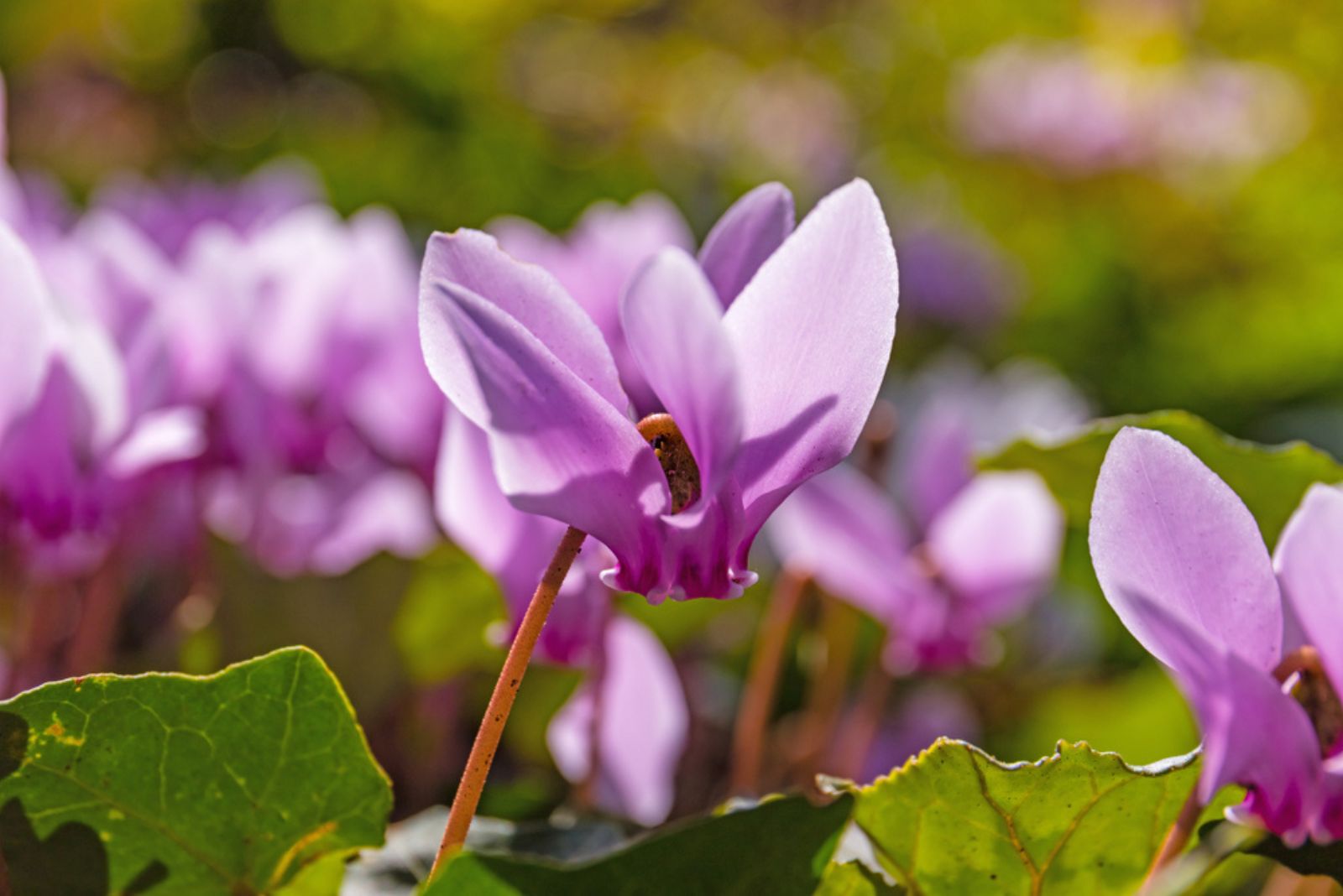 Cyclamen