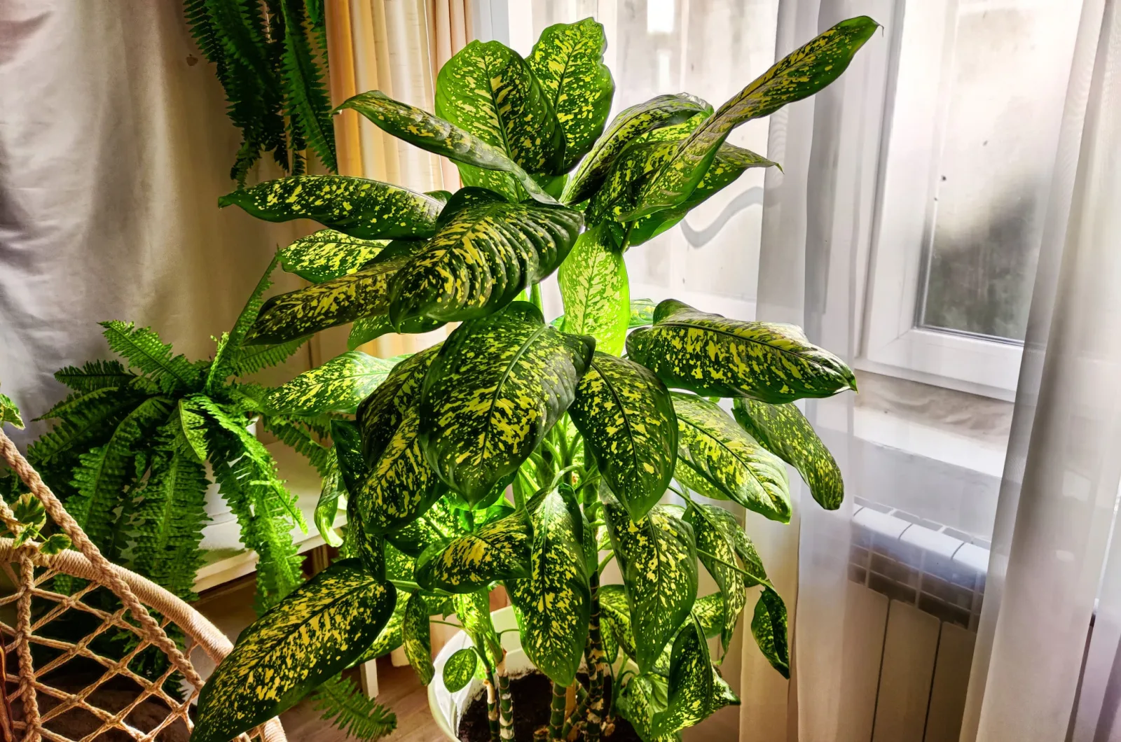 23 Best Plants For Rooms Without Windows