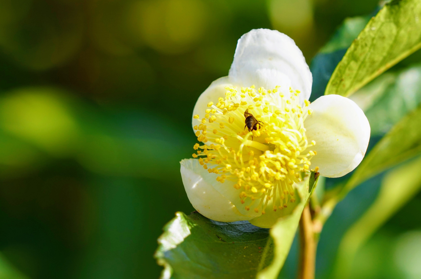 Flower Camellia sinensis