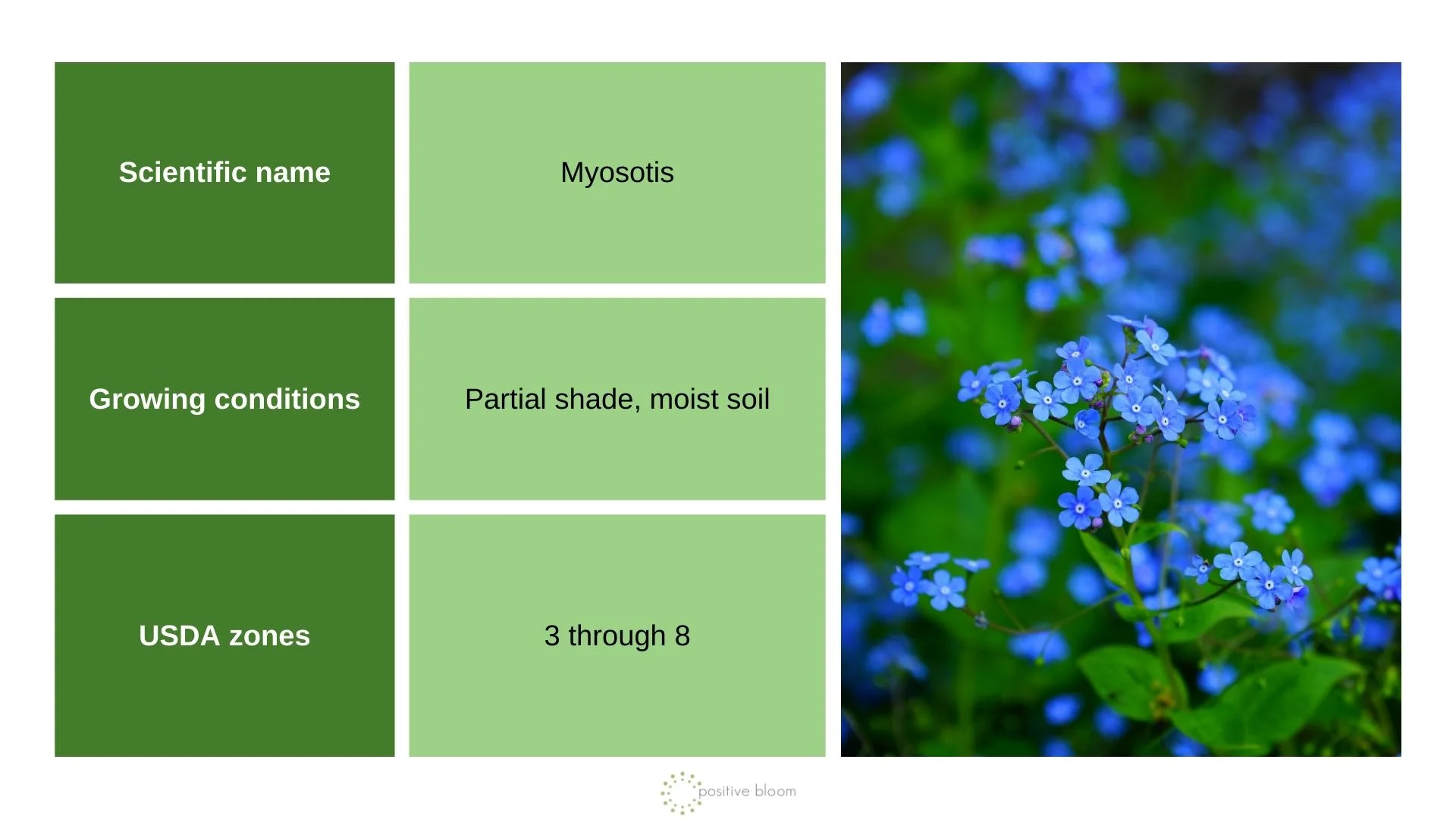 Spring Not Flowers 9 Spring-blooming Perennials To Grow For Early Blossoms In The Spring