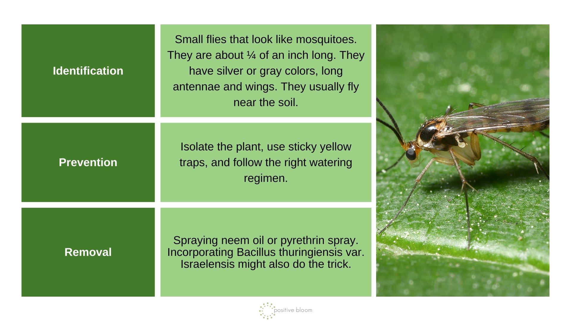 Fungus Gnats info chart and photo
