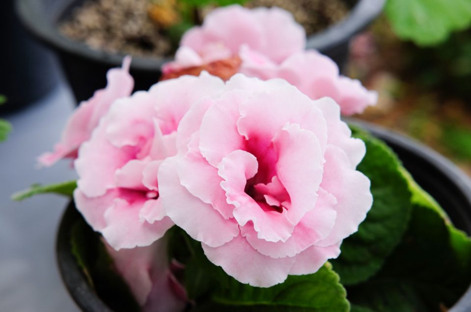 23 Best Plants For Rooms Without Windows