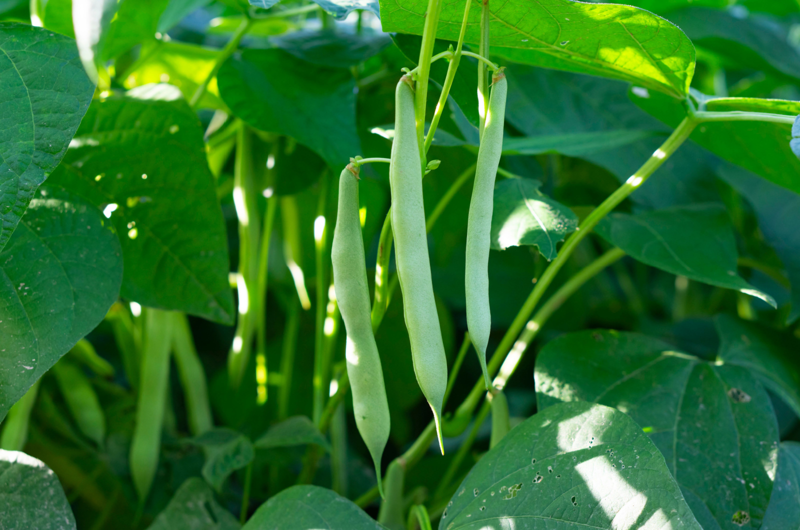 Green beans plant