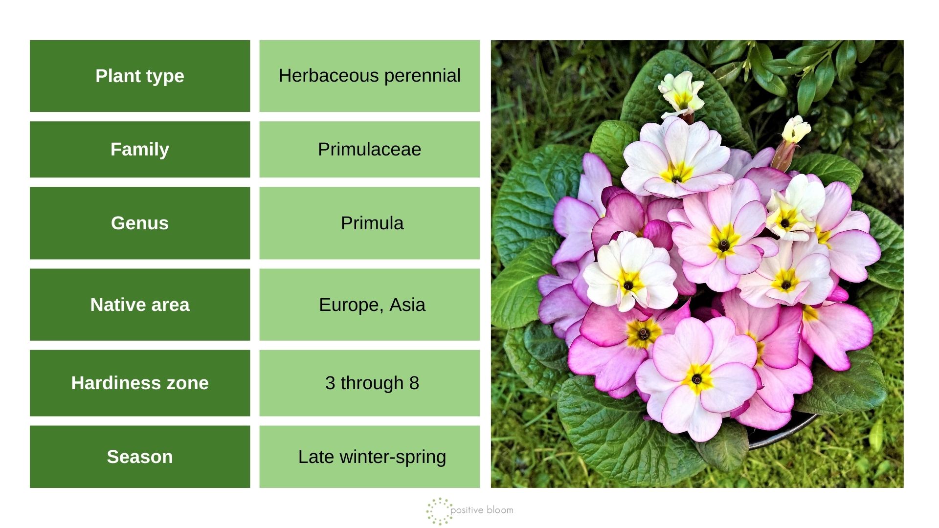 Grow Primrose Flowers