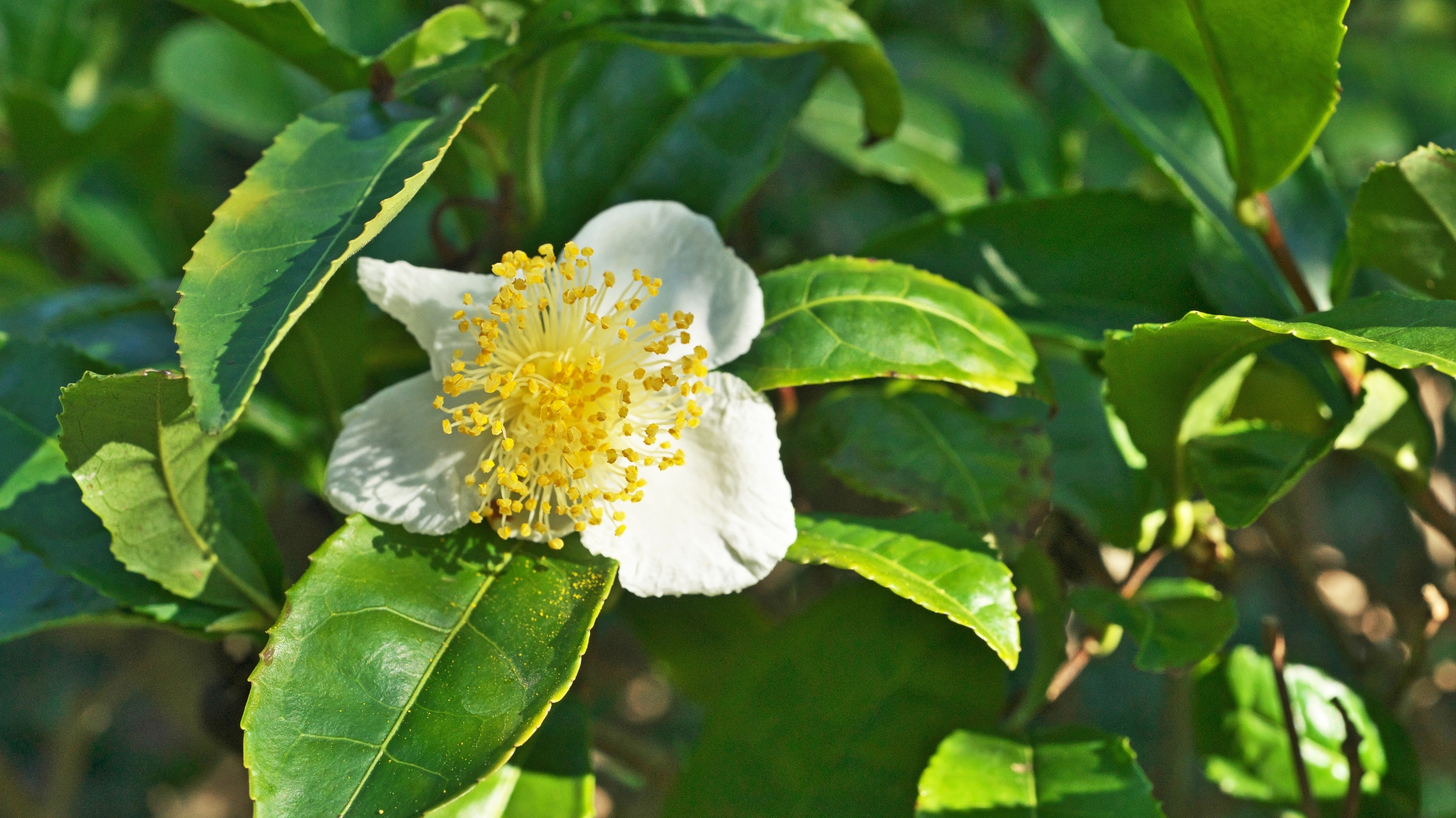 Grow Your Own Tea Leaves At Home With Camellia Sinensis
