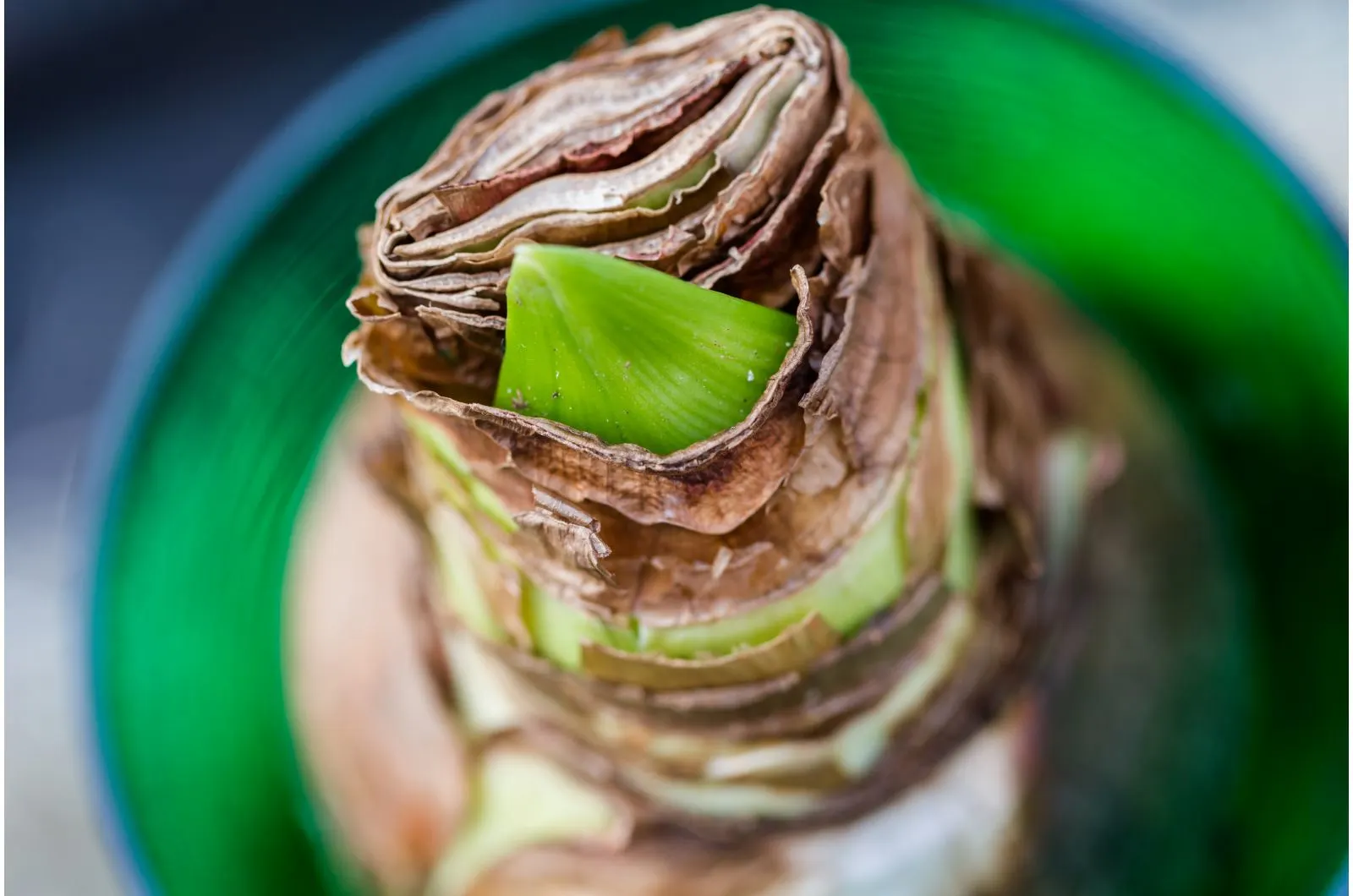 Why, When, And How To Cut Back Amaryllis Leaves