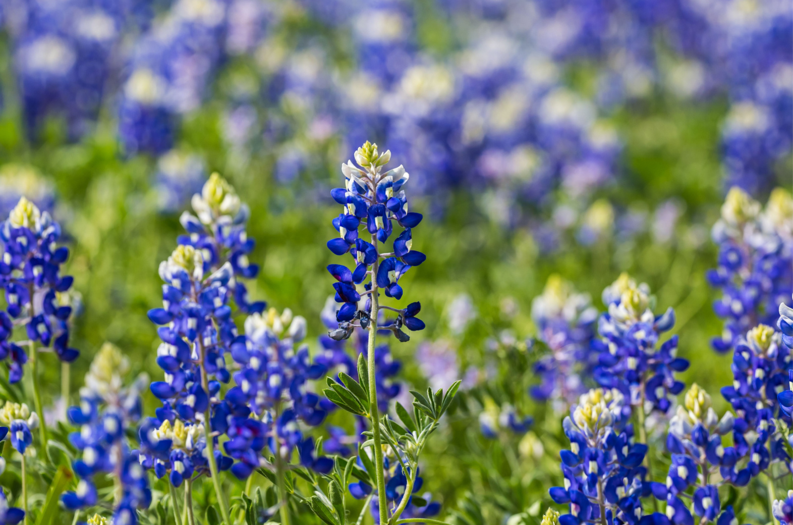 Grown Texas Bluebonnet Flower