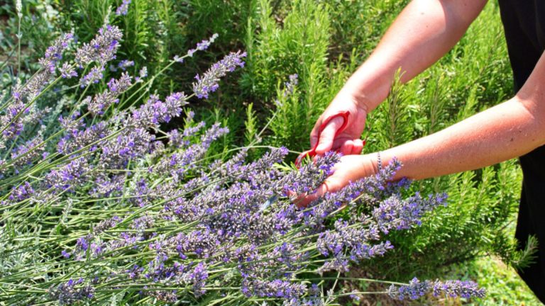 rosemary and lavender in garden