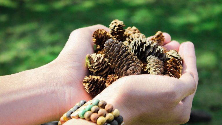 hands holding pinecones