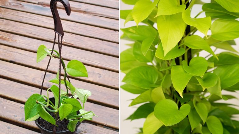 photo of leggy houseplants