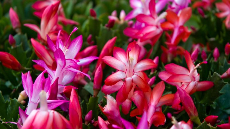 Christmas Cactus