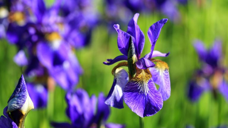 siberian iris flowers