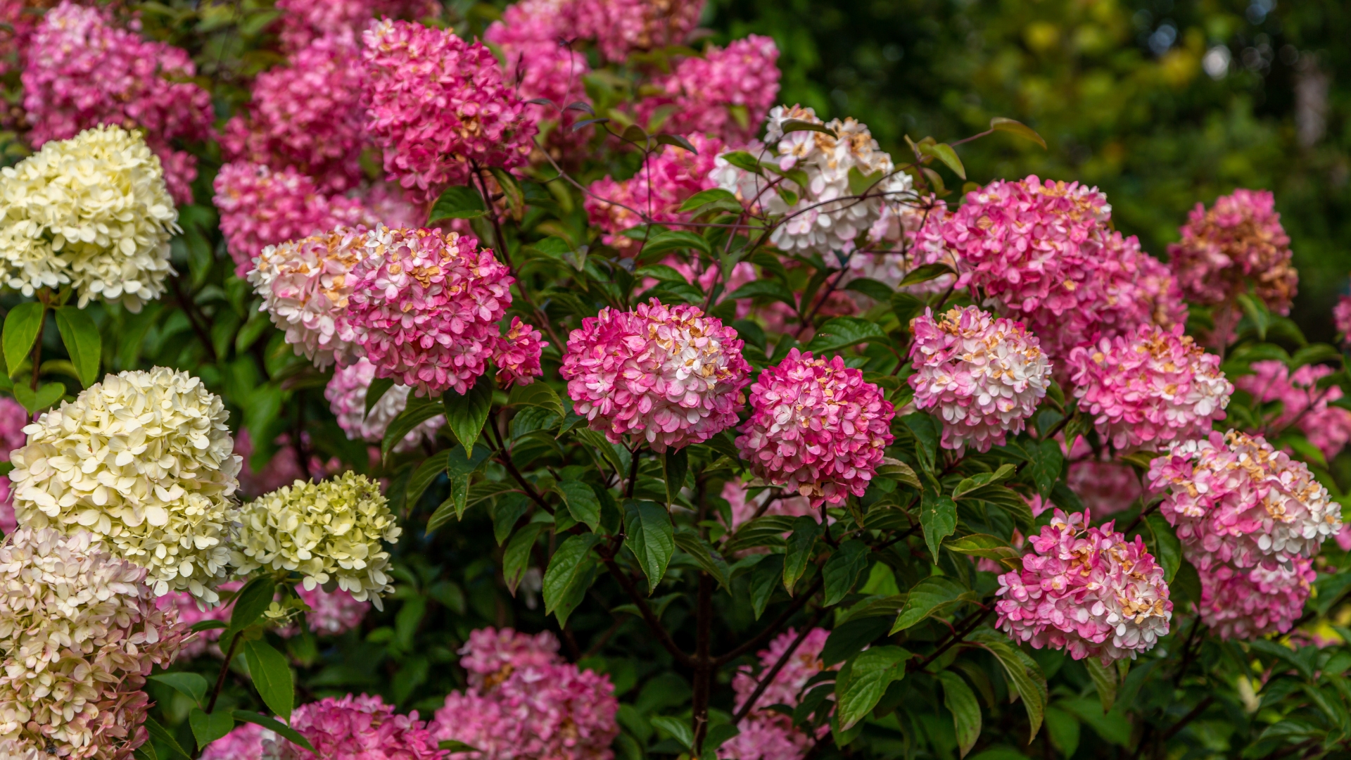 How To Grow And Care For Strawberry Vanilla Hydrangea